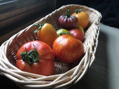 Tomates variétés anciennes - en mélange